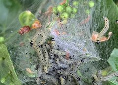 Yponomeuta cagnagella