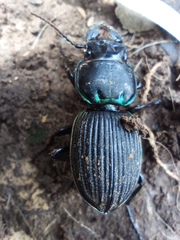 Pasimachus rotundipennis