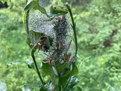 Yponomeuta cagnagella