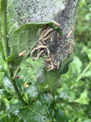 Yponomeuta cagnagella