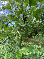 Yponomeuta cagnagella