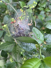 Yponomeuta cagnagella