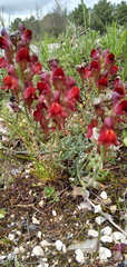Linaria aeruginea