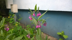 Symphytum officinale