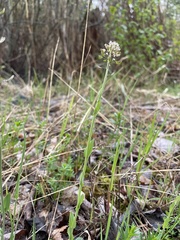 Noccaea caerulescens