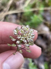 Noccaea caerulescens