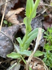 Noccaea caerulescens