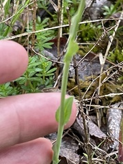 Noccaea caerulescens