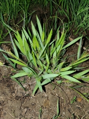 Dichanthelium praecocius