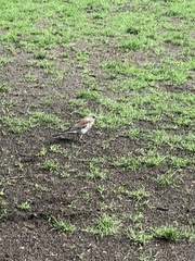 Turdus pilaris