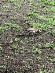Turdus pilaris