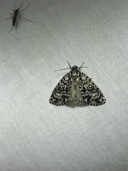 Acronicta heitzmani