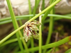 Isolepis praetextata