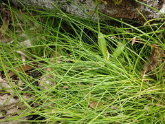 Isolepis praetextata