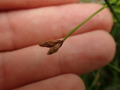Isolepis praetextata
