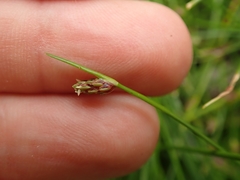 Isolepis praetextata