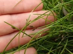Isolepis praetextata