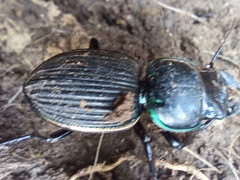 Pasimachus rotundipennis