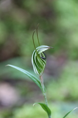 Pterostylis striata
