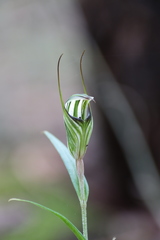 Pterostylis striata