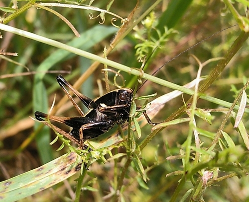 Basque Wide-winged Bush-cricket