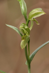 Pterostylis smaragdyna