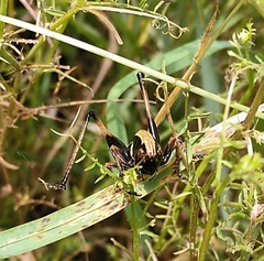 Zeuneriana abbreviata