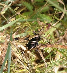 Zeuneriana abbreviata