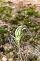 Pterostylis striata