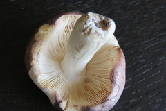 Russula cyanoxantha