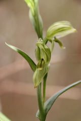 Pterostylis smaragdyna