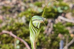Pterostylis striata