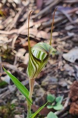 Pterostylis striata
