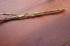 Deschampsia elongata