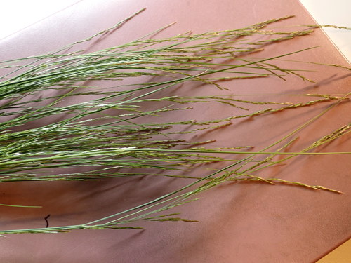 Slender Hairgrass