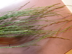 Deschampsia elongata