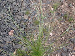 Deschampsia elongata