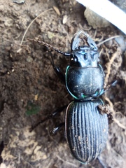 Pasimachus rotundipennis