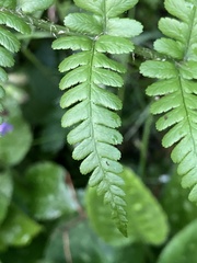 Dryopteris filix-mas