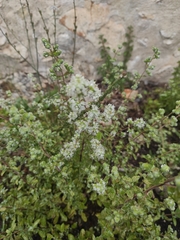 Origanum majorana
