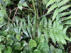 Dryopteris filix-mas
