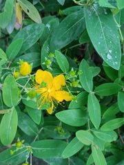 Hypericum monogynum