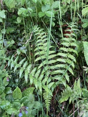 Dryopteris filix-mas