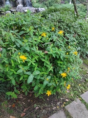 Hypericum monogynum
