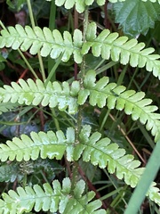 Dryopteris filix-mas