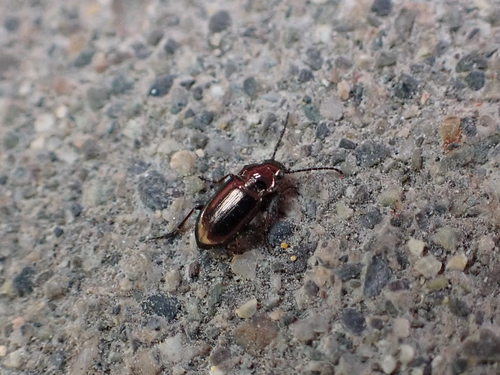 Trachypachus inermis photo 2