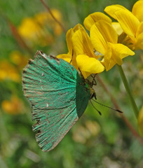 Callophrys rubi