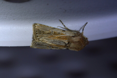 Agrotis innominata