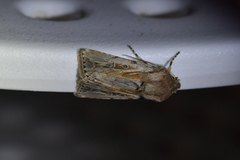 Agrotis innominata