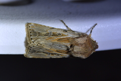 Agrotis innominata